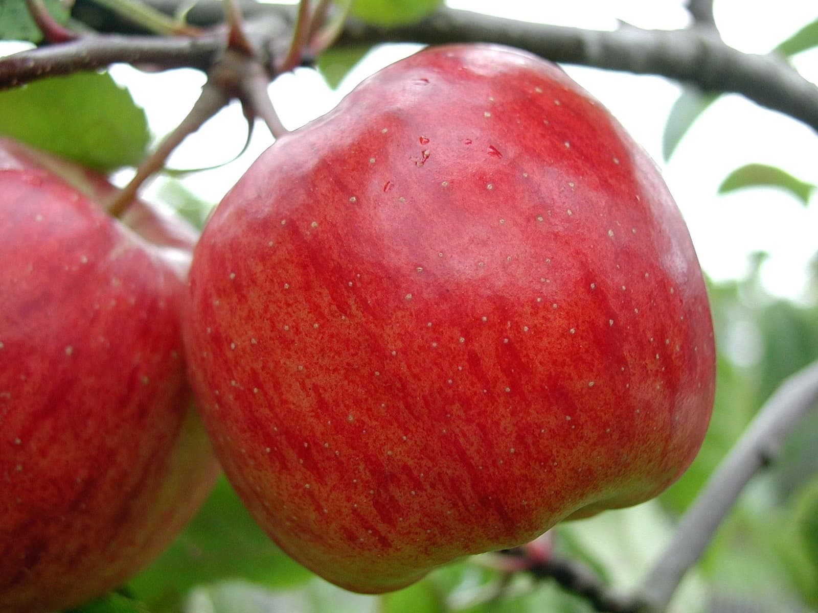 Crisp Red Apples