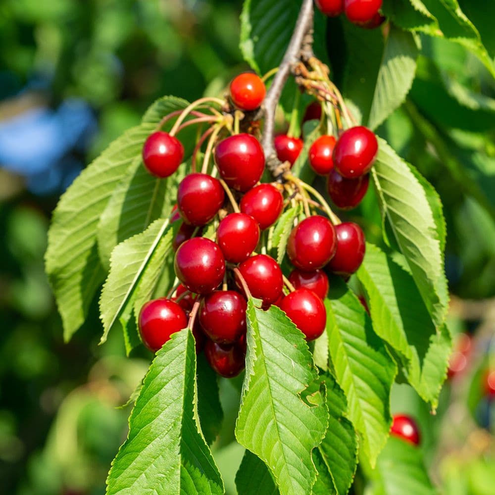 Cherries - image 2