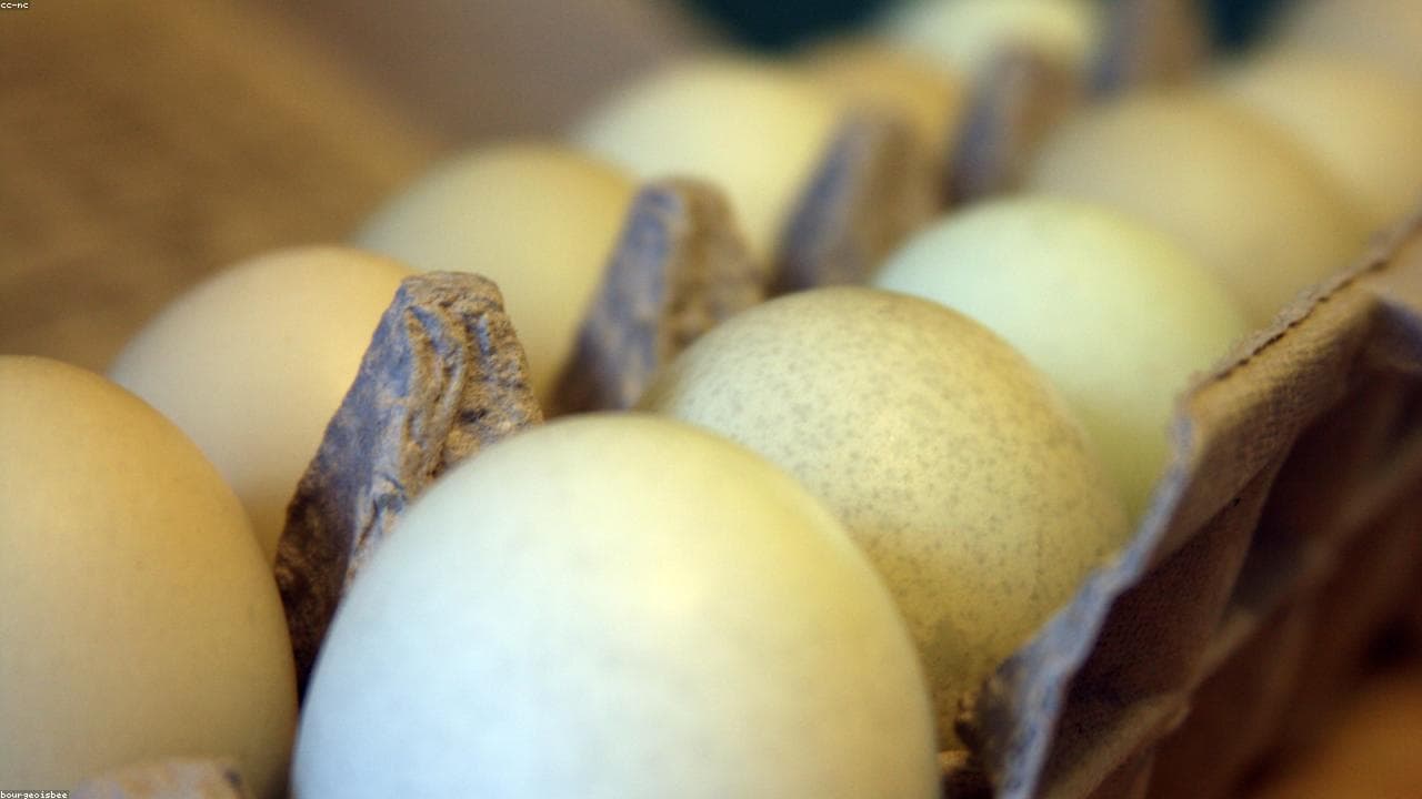 Free-range eggs