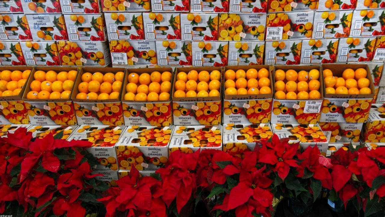 Fresh oranges