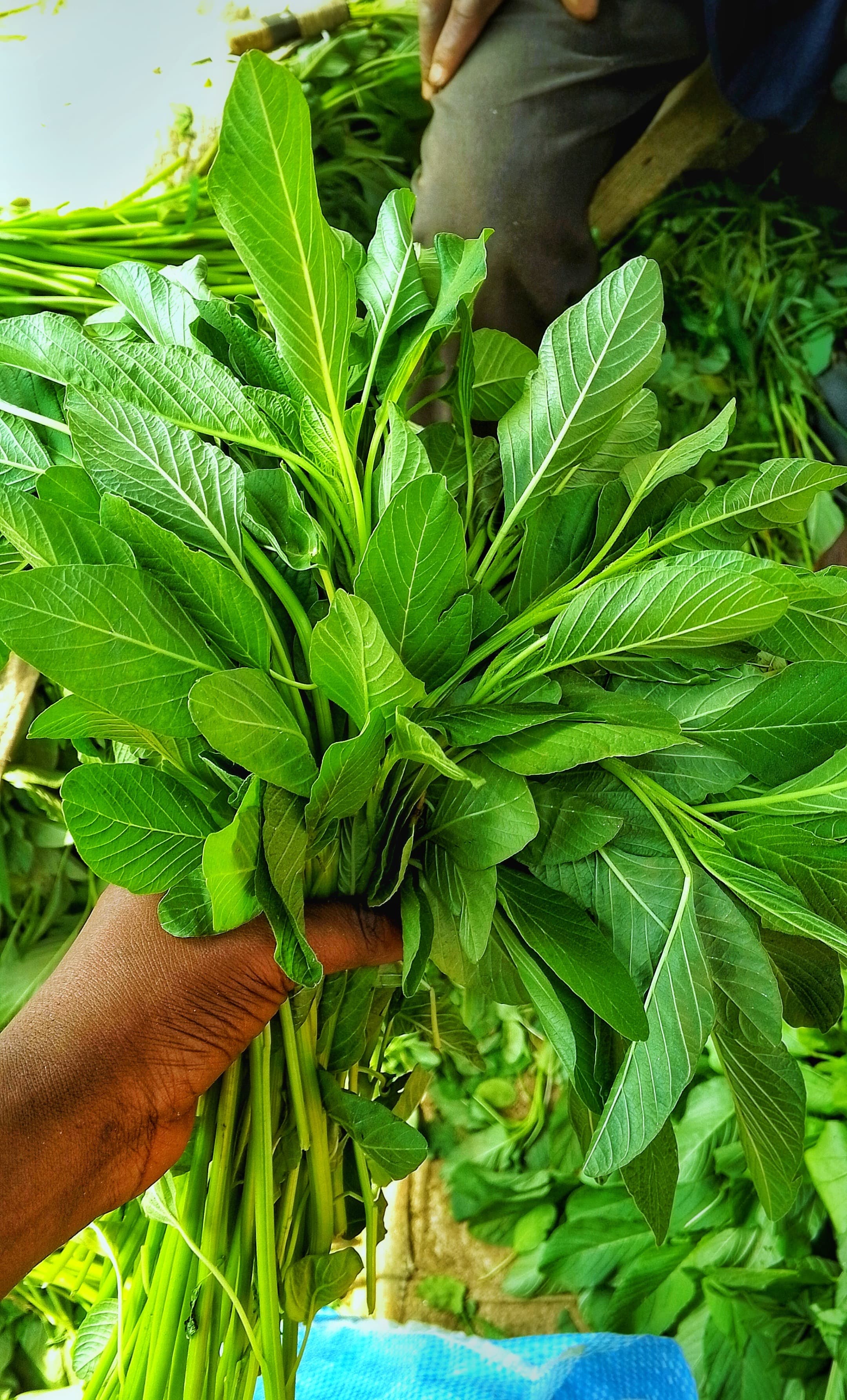 Fresh spinach bunches